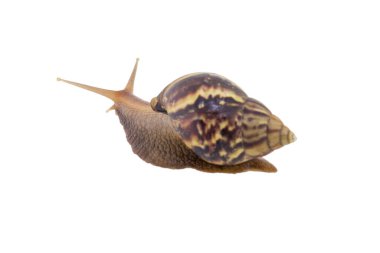 Beyaz arka plan üzerinde izole kara salyangoz