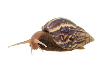 Beyaz arka plan üzerinde izole kara salyangoz