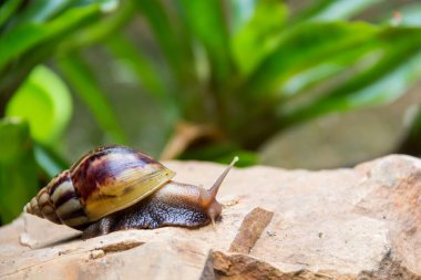 kahverengi uzun büyük salyangoz yuvarlak kabuk çizgili ve uzun boynuzlu taş closeup kenarında tarama