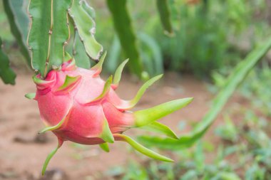 Dragon meyve, ağaç Pitaya