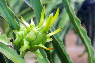 Dragon meyve, ağaç Pitaya