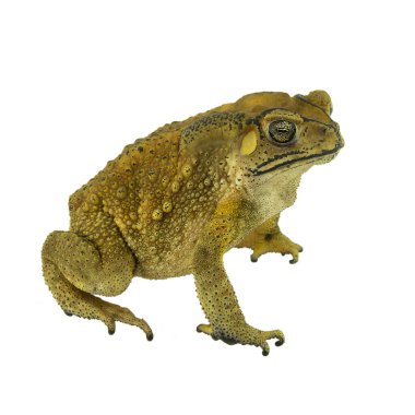 Beyaz arka plan üzerinde izole kurbağa