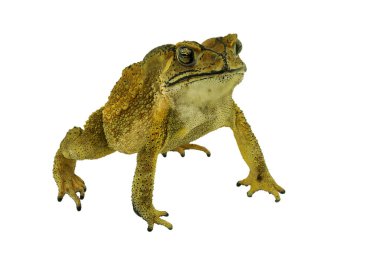 Beyaz arka plan üzerinde izole kurbağa