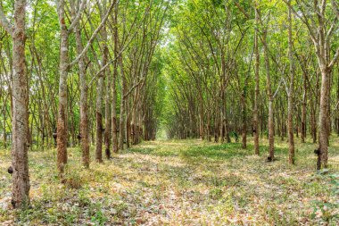 Tayland 'ın kauçuk ağacı