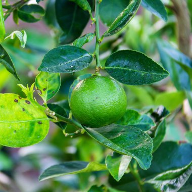 Taze yeşil limon veya limon ağacı üzerinde.