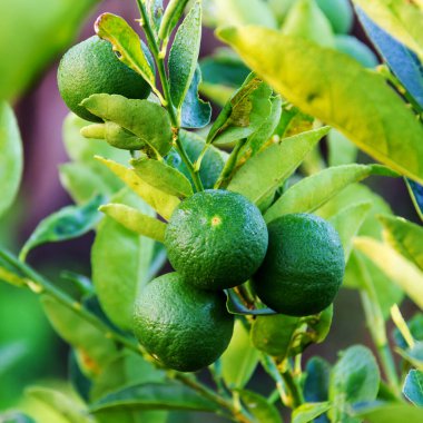 Taze yeşil limon veya limon ağacı üzerinde.