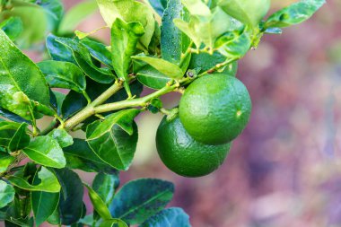 Taze yeşil limon veya limon ağacı üzerinde.