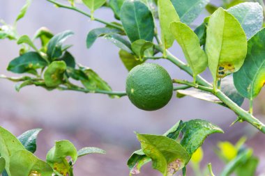 Taze yeşil limon veya limon ağacı üzerinde.