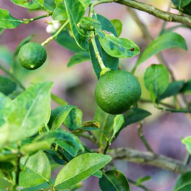 Taze yeşil limon veya limon ağacı üzerinde.