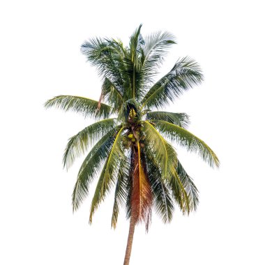 Beyaz arkaplanda izole edilmiş hindistan cevizi ağacı