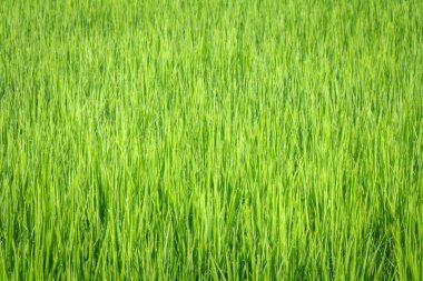 Pirinç filizinin görüntüsü hazır, pilav ekleyin, pirinç ekleyin. .