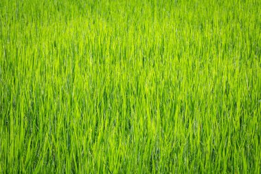 Pirinç filizinin görüntüsü hazır, pilav ekleyin, pirinç ekleyin. .