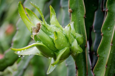 Bahçedeki yağmurdan sonra ağaçta ejderha meyvesi