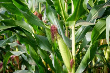 Tatlı Mısır bahçede