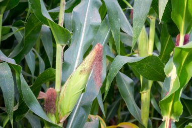 Tatlı Mısır bahçede