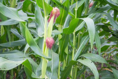 Tatlı Mısır bahçede