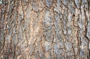 Ağaç kabuğu ahşap doku arka plan