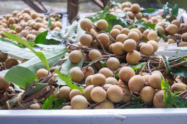 Longan 'ın en sevdiği Thai meyvesi lezzetli ve tatlı