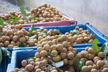Longan 'ın en sevdiği Thai meyvesi lezzetli ve tatlı