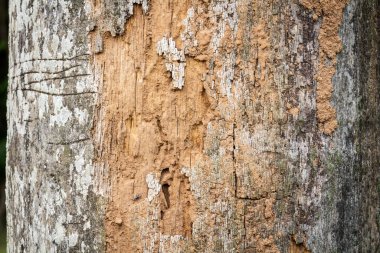 Ağaç kabuğu ahşap doku arka plan