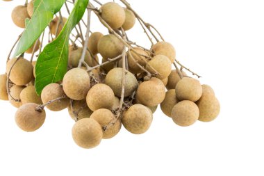 Beyaz bir arka plan üzerinde izole longan