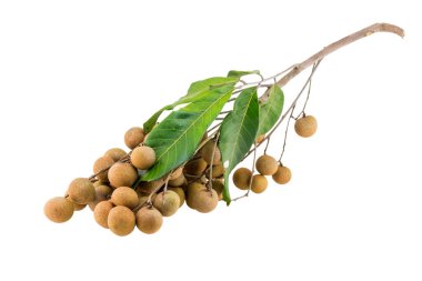 Beyaz bir arka plan üzerinde izole longan