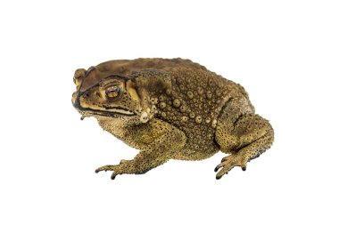 Beyaz arka plan üzerinde izole kurbağa