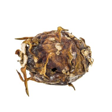 Beyaz arka plan üzerinde izole çürük dragon meyve