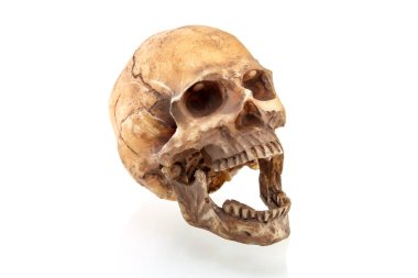 Beyaz arkaplanda izole edilmiş insan kafatası