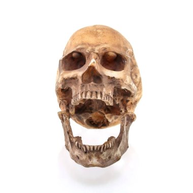 Beyaz arkaplanda izole edilmiş insan kafatası