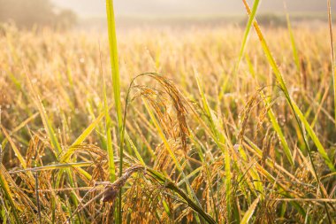 Sabahın köründe pirinç tarlası.