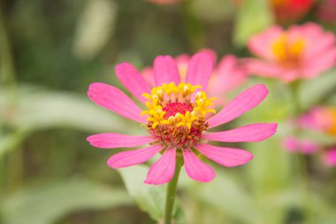 Arka planda Zinnia çiçeği