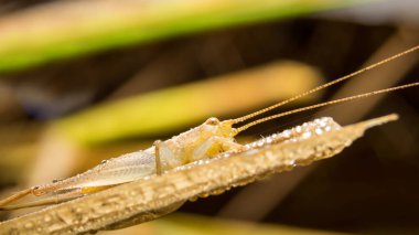 Çekirge doğa üzerinde arka plan olarak bırakır