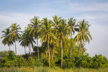 Arka planda hindistan cevizi ağacı ve mavi gökyüzü
