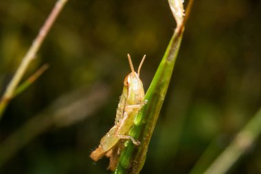Çekirge doğa üzerinde arka plan olarak bırakır
