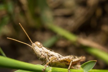 Çekirge doğa üzerinde arka plan olarak bırakır