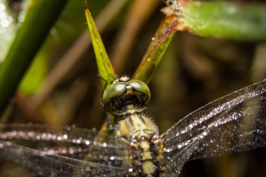 Doğa üzerindeki yusufçuk arka planda kalır