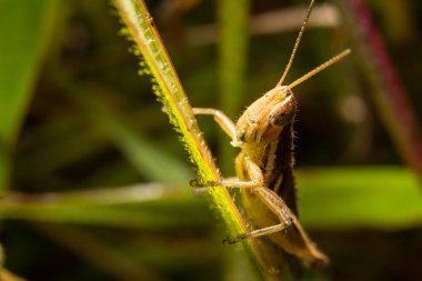 Grasshopper on nature leaves as background clipart