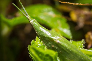Çekirge doğa üzerinde arka plan olarak bırakır
