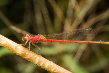 Doğa üzerindeki yusufçuk arka planda kalır