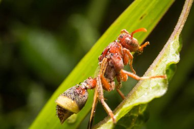 Yaban arısı ya da yaprak yeşili.