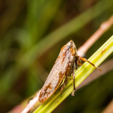 Arkaplan olarak yeşil bir yaprak üzerinde böcek makrosu