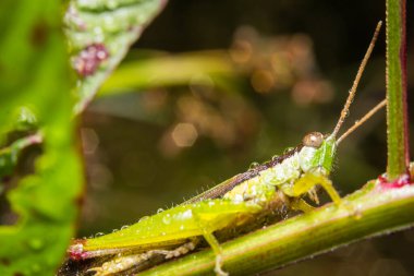 Grasshopper on nature leaves as background clipart