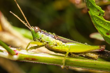 Grasshopper on nature leaves as background clipart