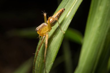 Örümceğin doğada bıraktığı yapraklar