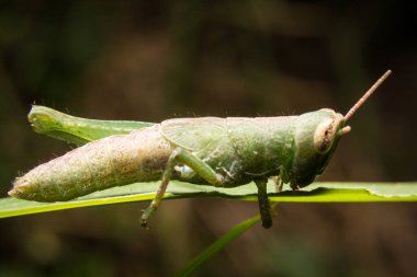 Grasshopper on nature leaves as background clipart