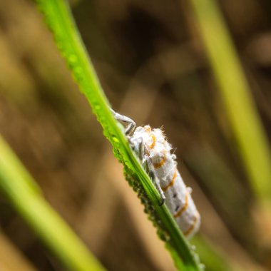 Arkaplan olarak yeşil bir yaprak üzerinde böcek makrosu