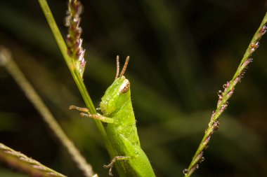 Grasshopper on nature leaves as background clipart