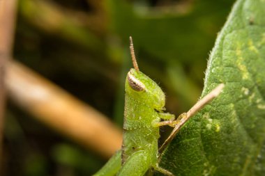 Çekirge doğa üzerinde arka plan olarak bırakır