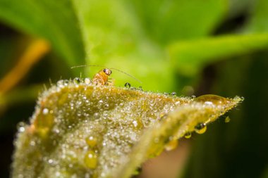 Arkaplan olarak yeşil bir yaprak üzerinde böcek makrosu